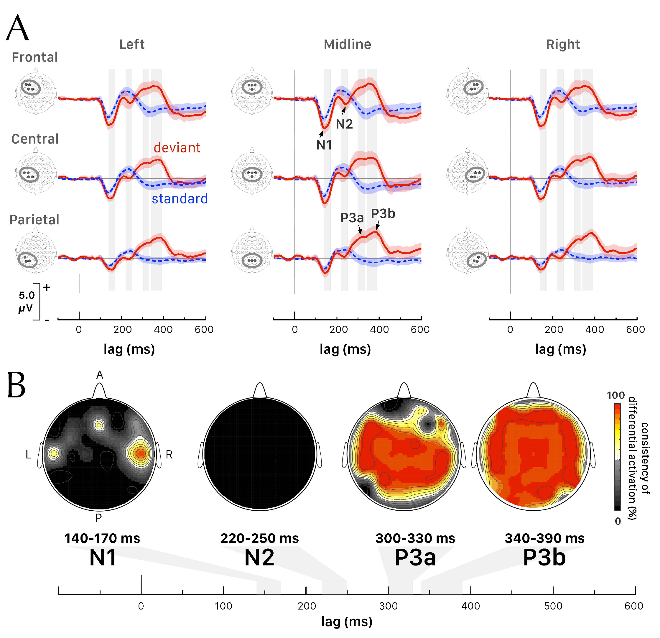 Standard and deviant auditory stimuli produce differing event-related potentials and scalp maps across time.